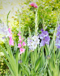 Gladiolus Pastel Mix